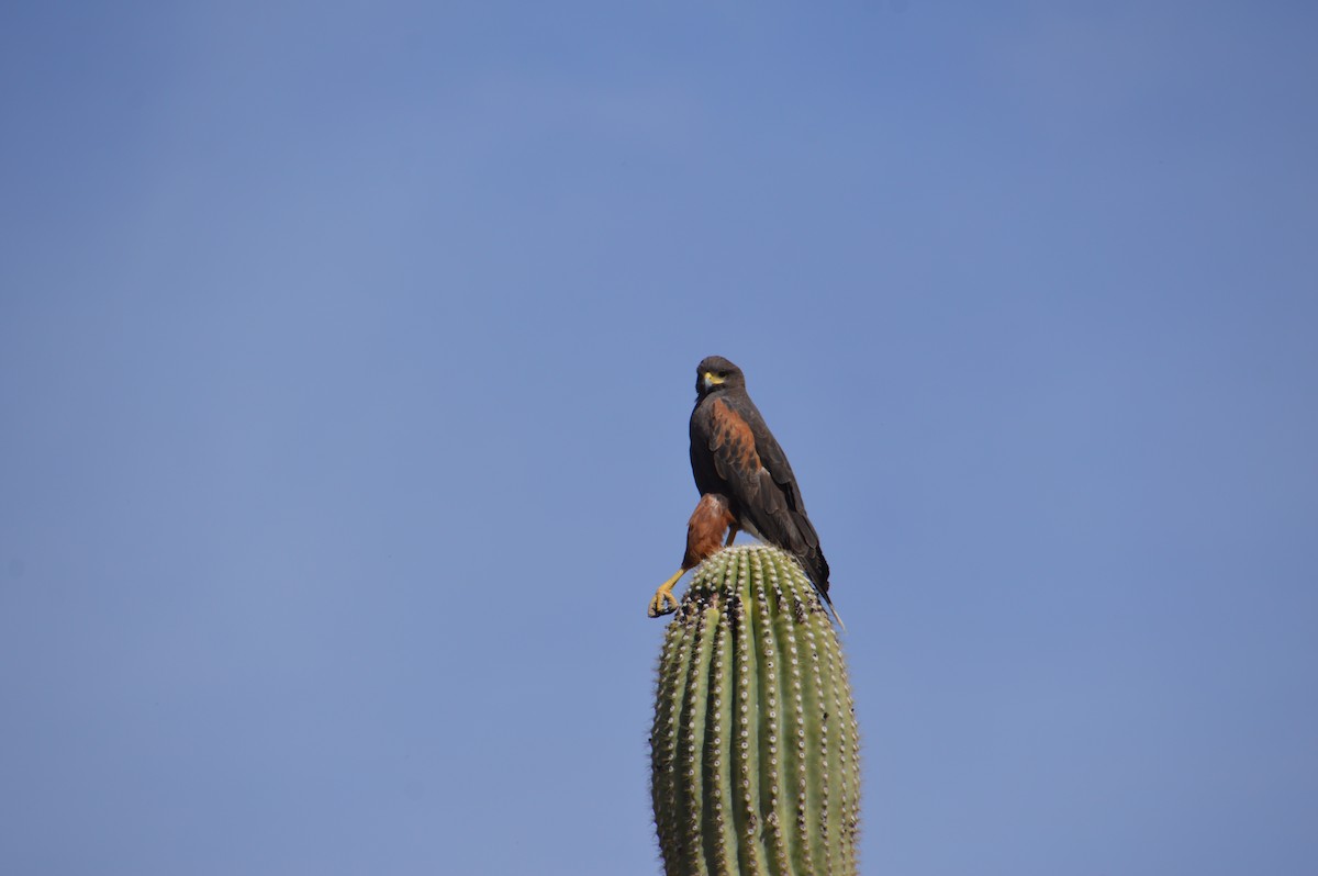 Harris's Hawk - ML619307497