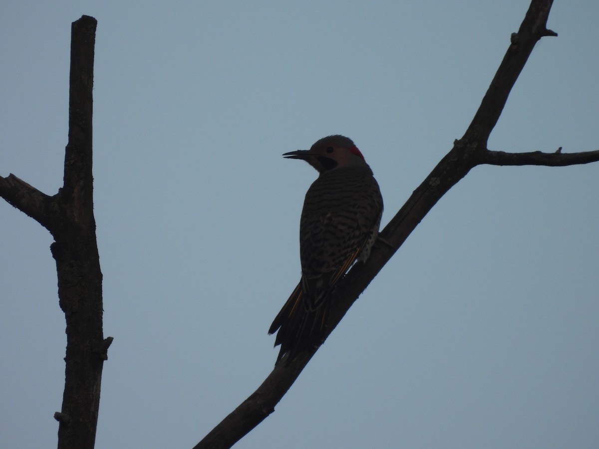 Northern Flicker - Kevork Bardak