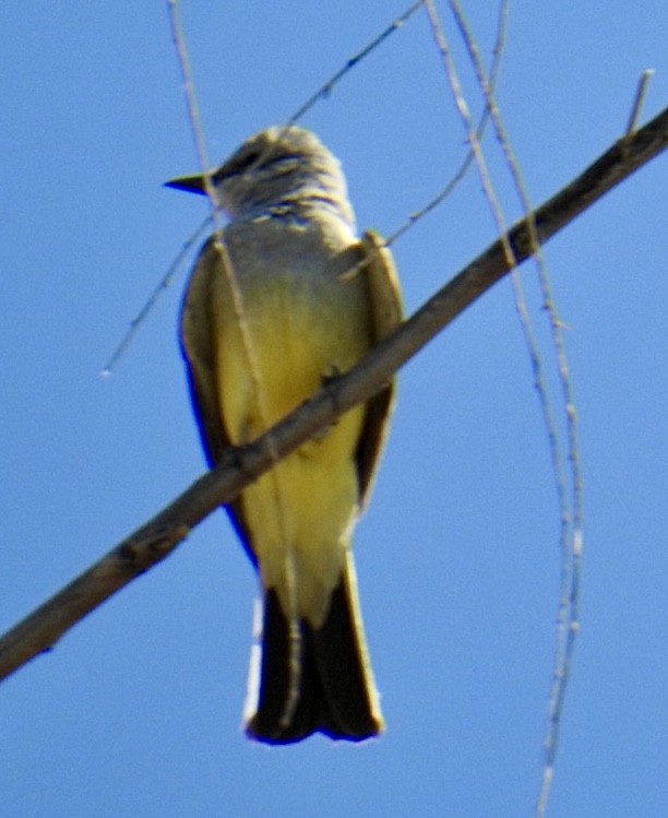 Western Kingbird - Brian Ison