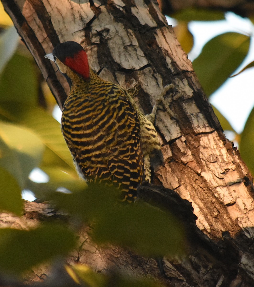 Green-barred Woodpecker - andres ebel