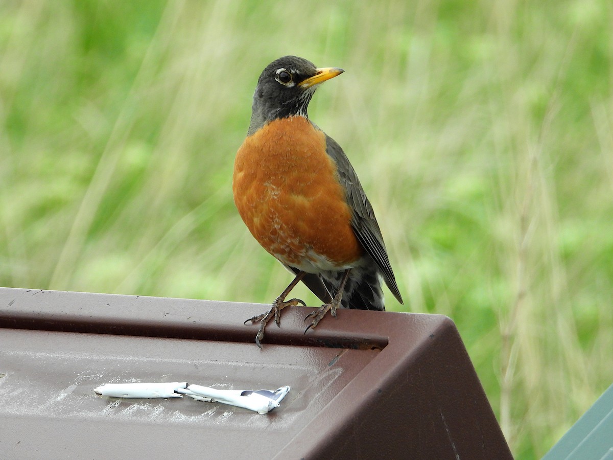 American Robin - ML619307525