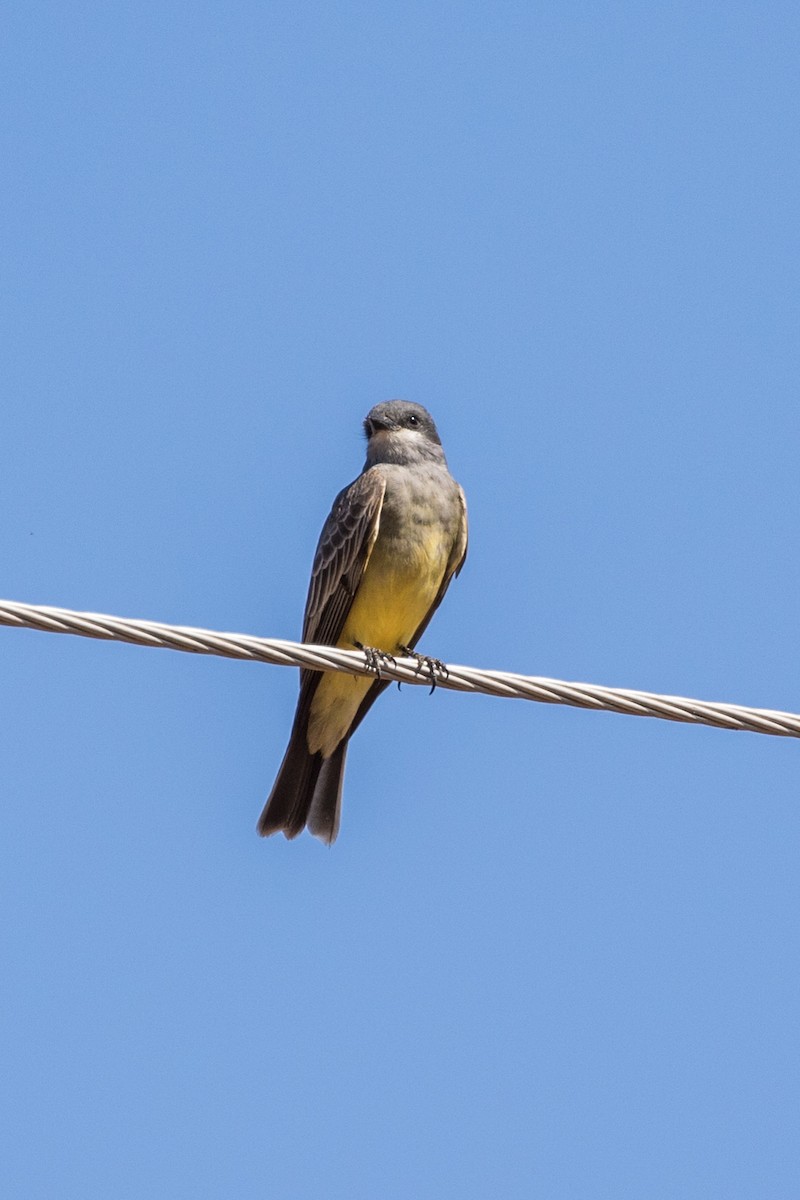 Cassin's Kingbird - Jodi Boe