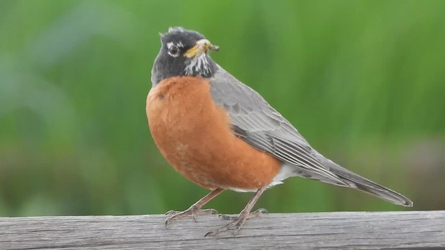 American Robin - ML619307534