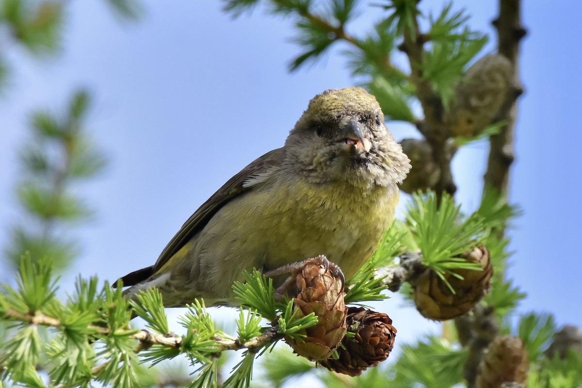 Red Crossbill - Benoit Goyette