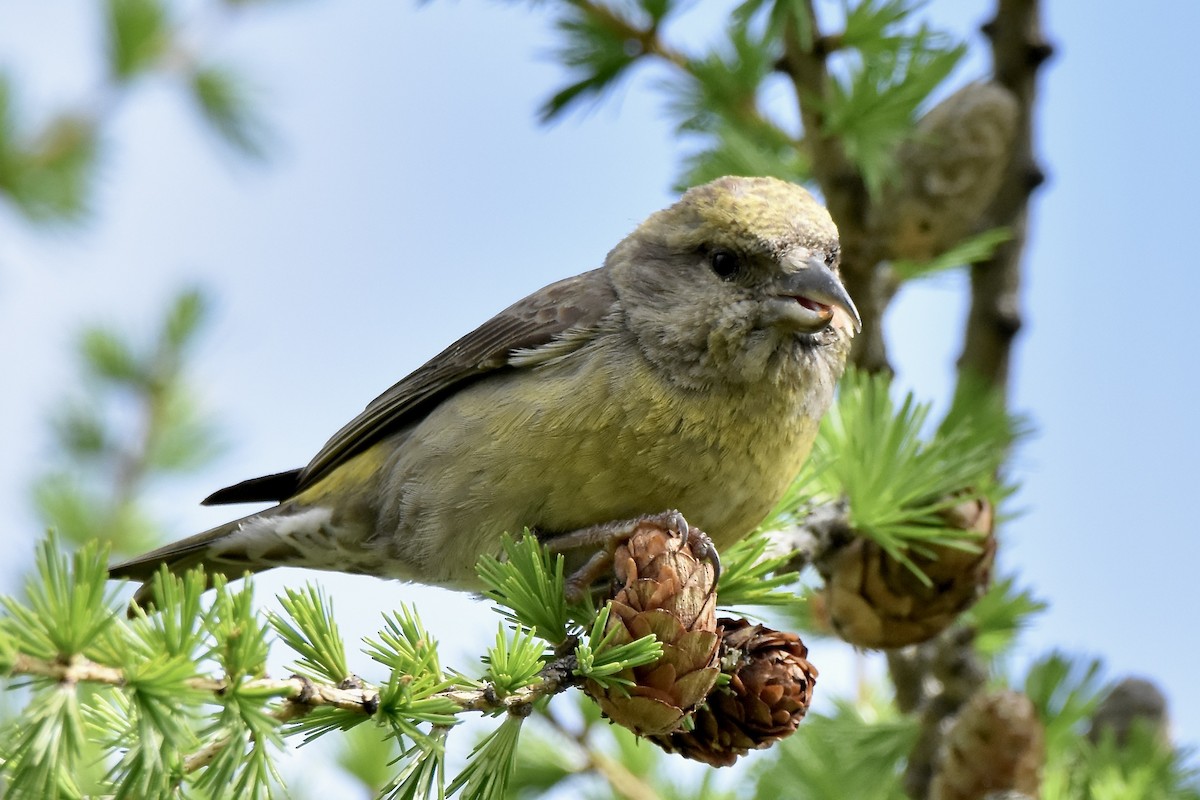 Red Crossbill - Benoit Goyette