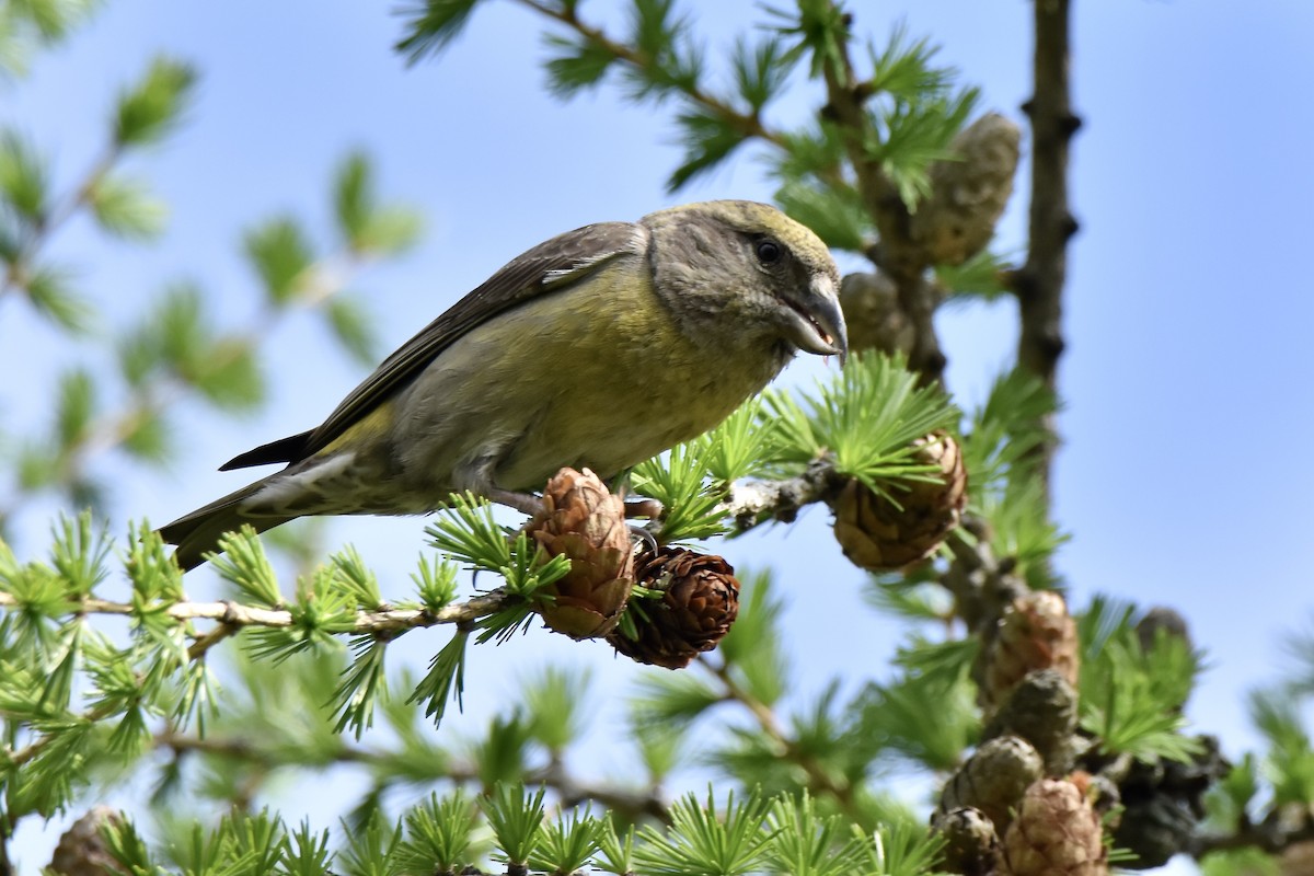 Red Crossbill - Benoit Goyette