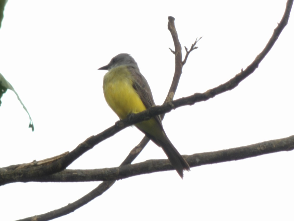Gray-capped Flycatcher - Nitzon Abad