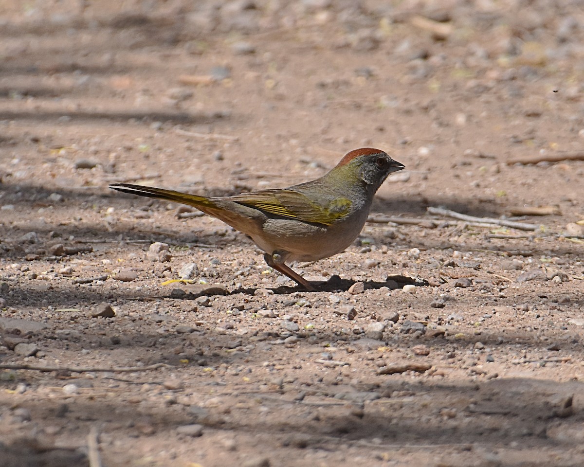 Green-tailed Towhee - Brian Hicks