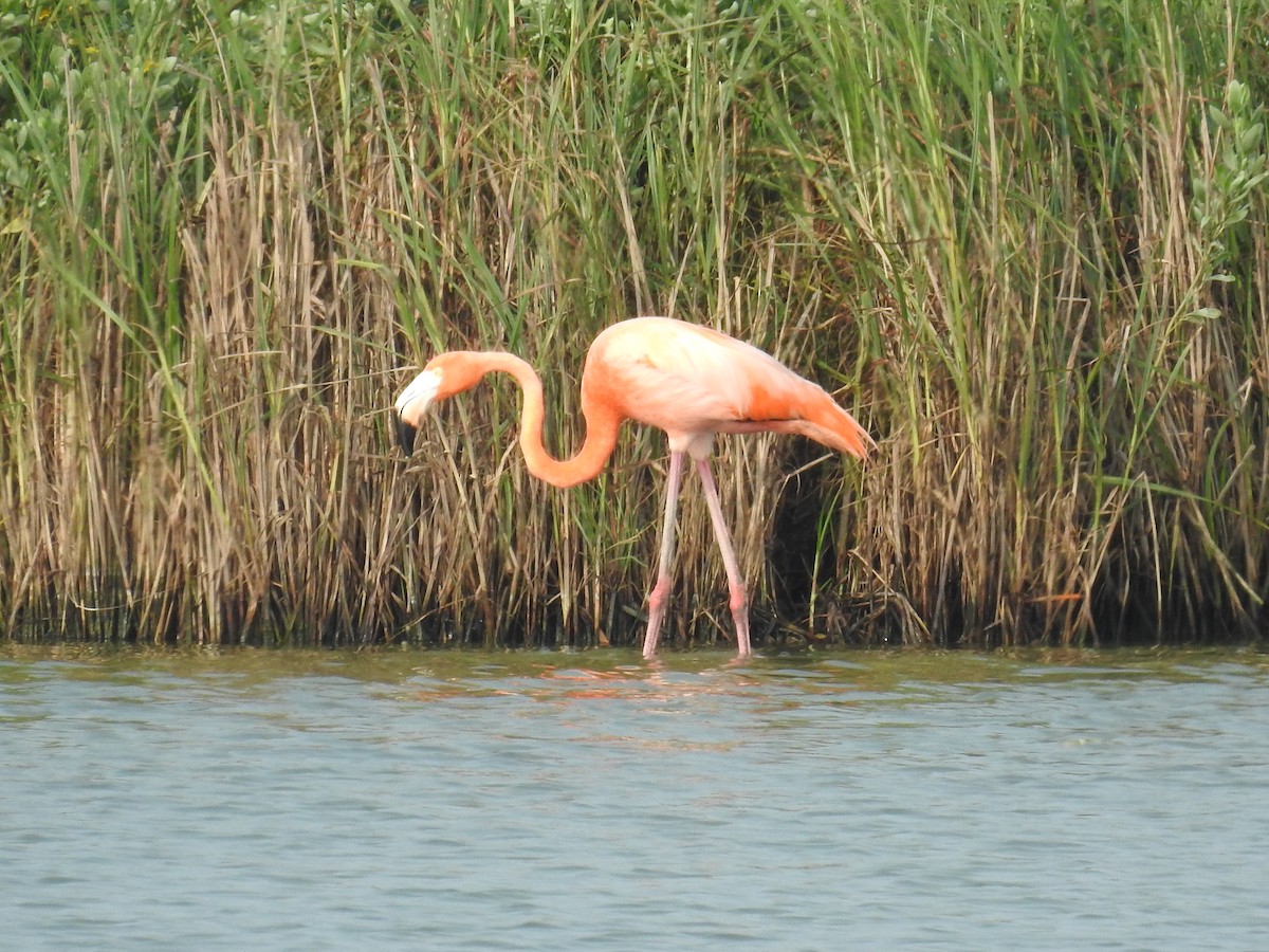 American Flamingo - Wendi Leonard