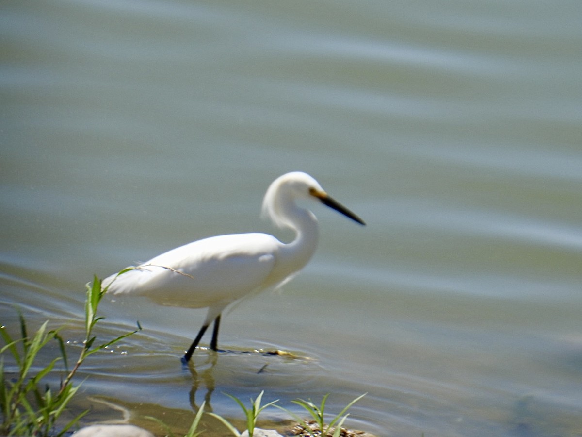 Snowy Egret - ML619307552