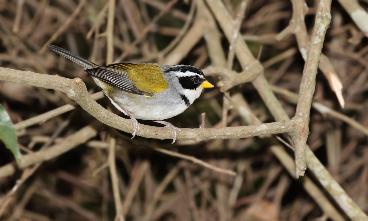 Moss-backed Sparrow - Adrián Braidotti