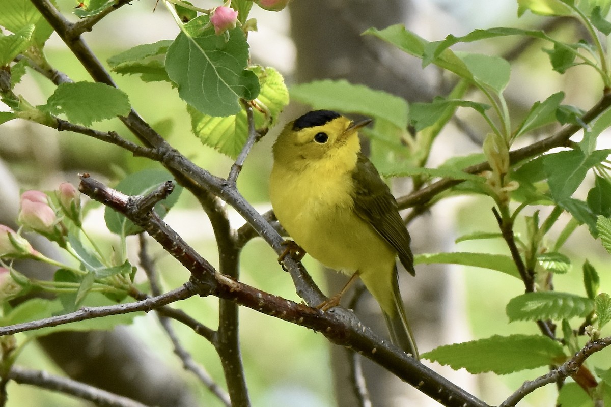 Wilson's Warbler - Benoit Goyette