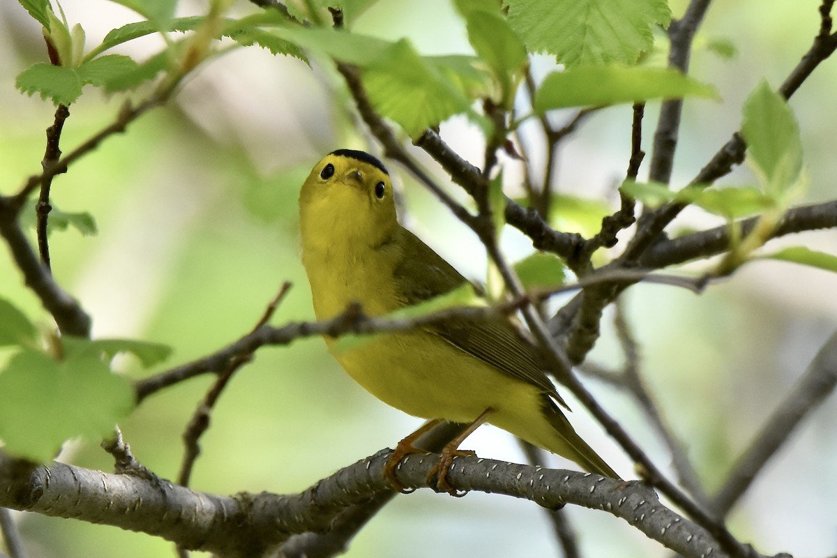 Wilson's Warbler - Benoit Goyette