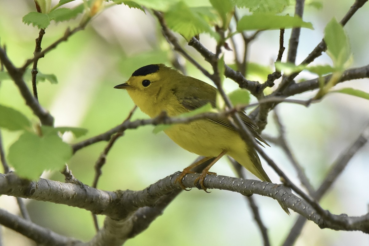 Wilson's Warbler - Benoit Goyette