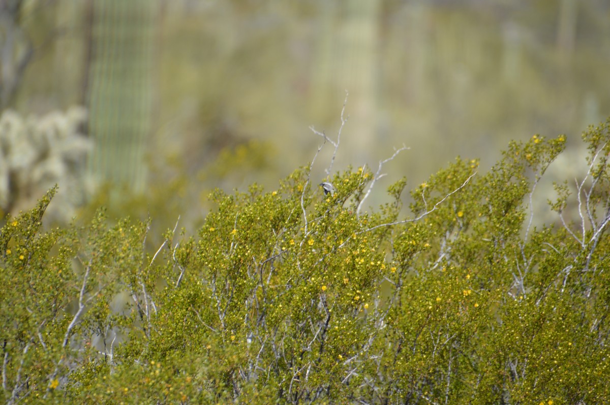 Black-throated Sparrow - ML619307581