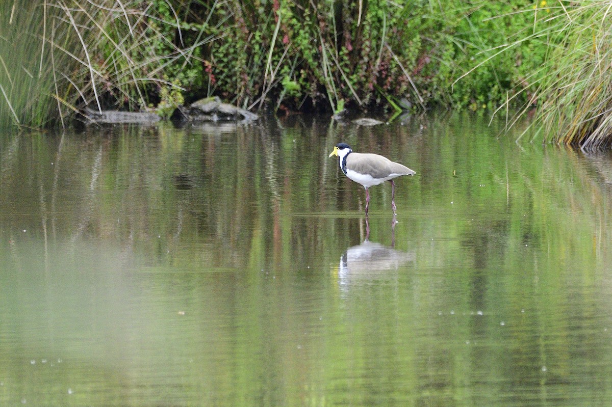 Masked Lapwing - Ken Crawley