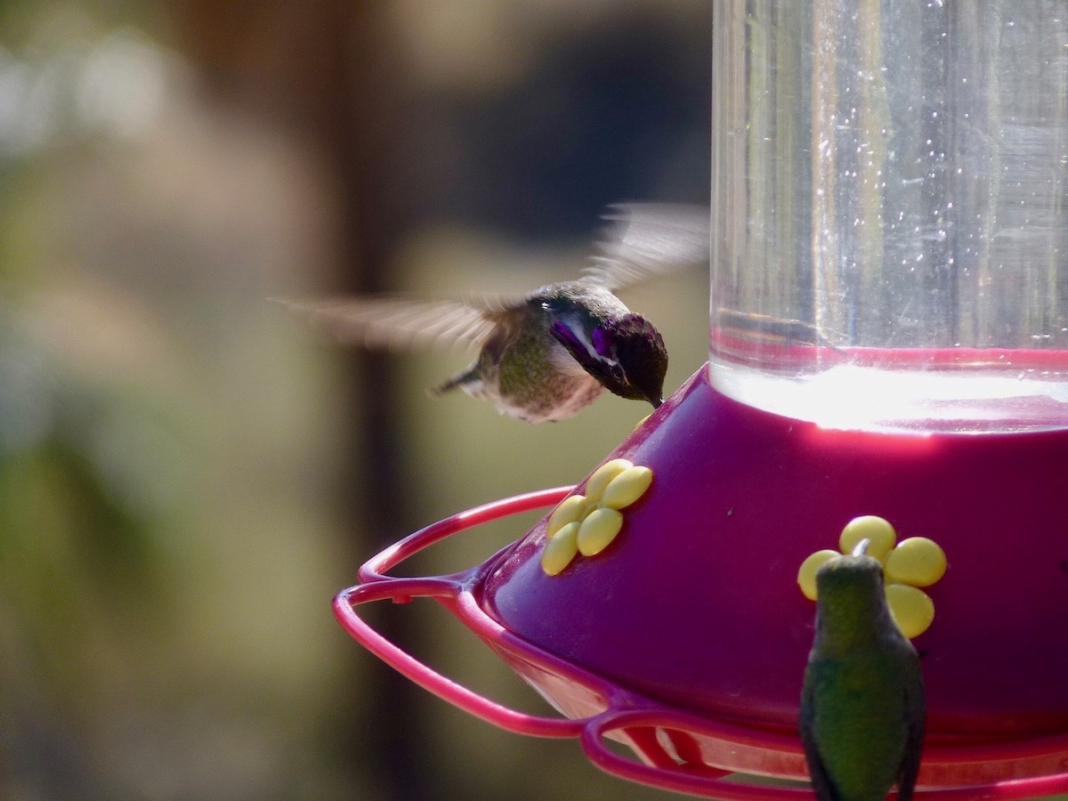 Costa's Hummingbird - Jannaca Chick