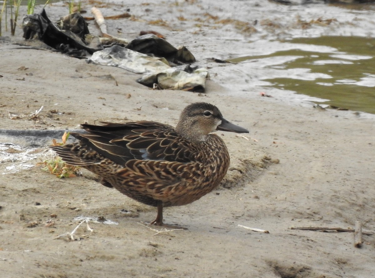 Blue-winged Teal - ML619307596