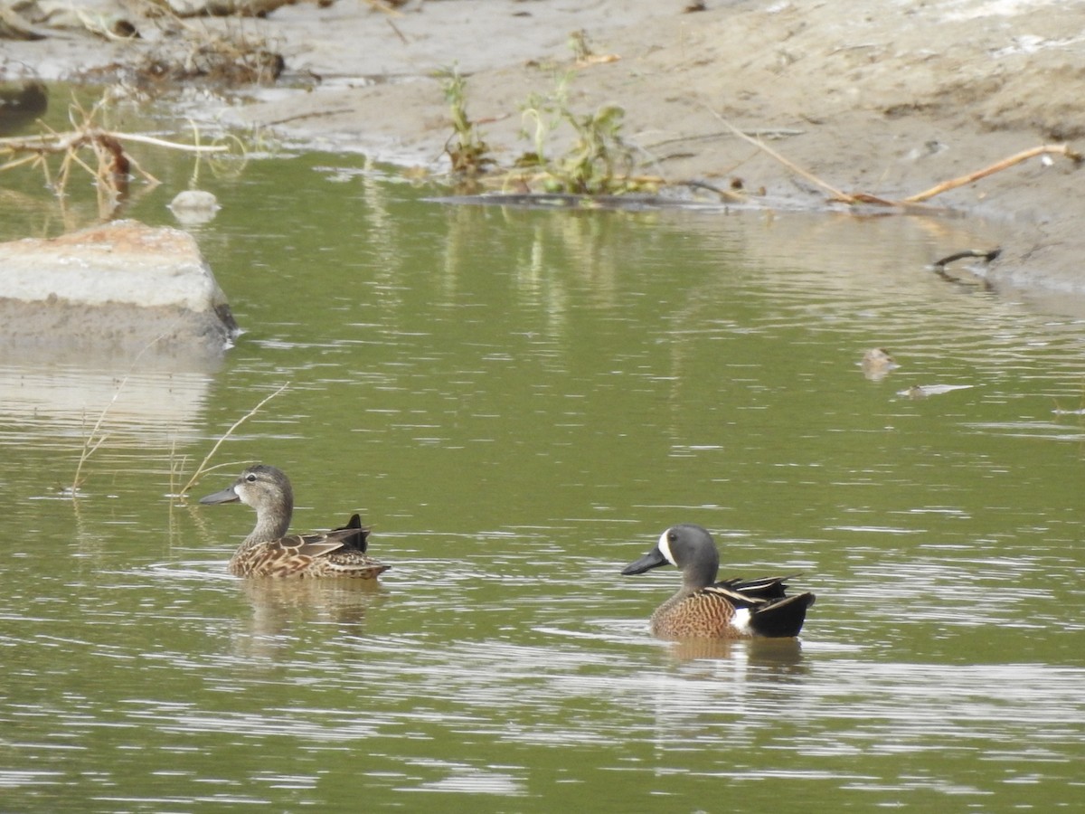 Blue-winged Teal - ML619307602