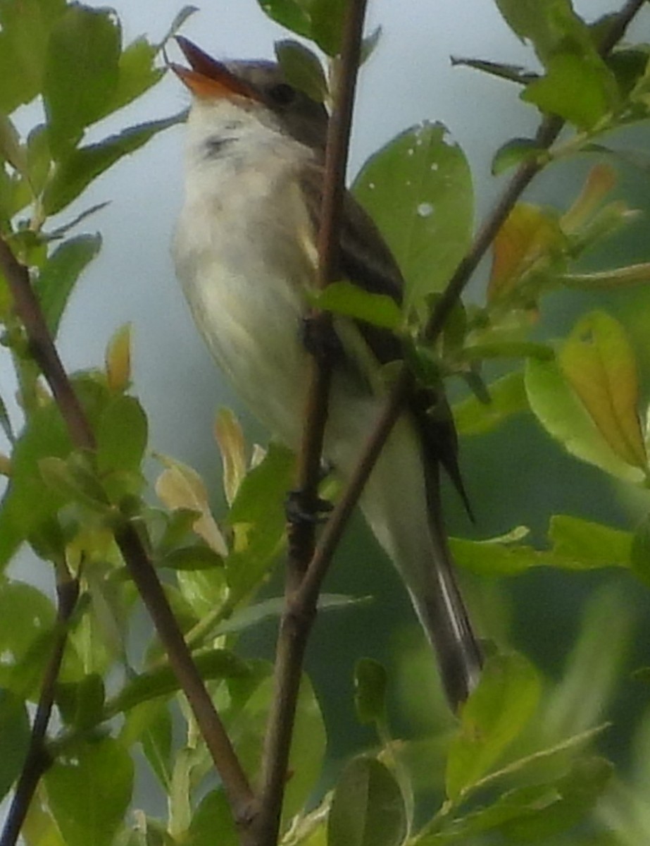 Willow Flycatcher - Debbie Segal