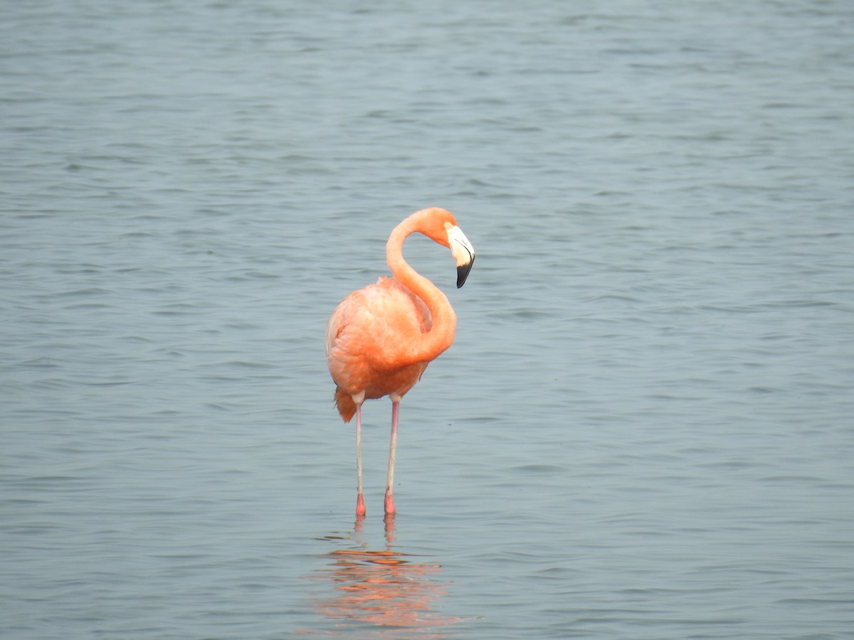 American Flamingo - Wendi Leonard