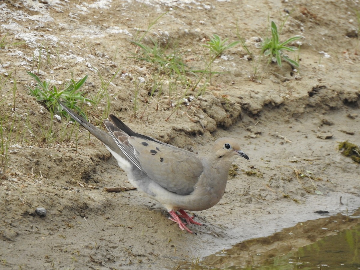 Mourning Dove - ML619307631