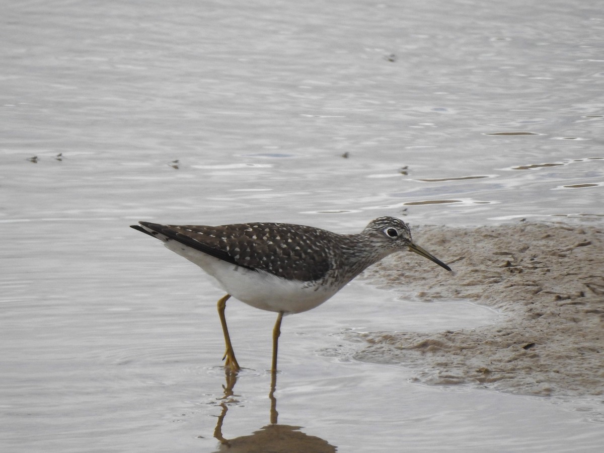 Solitary Sandpiper - ML619307639