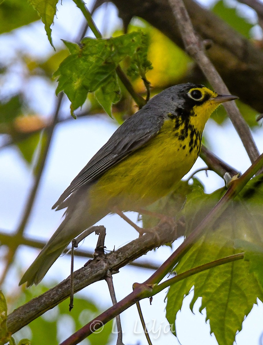 Canada Warbler - Lorri Lilja