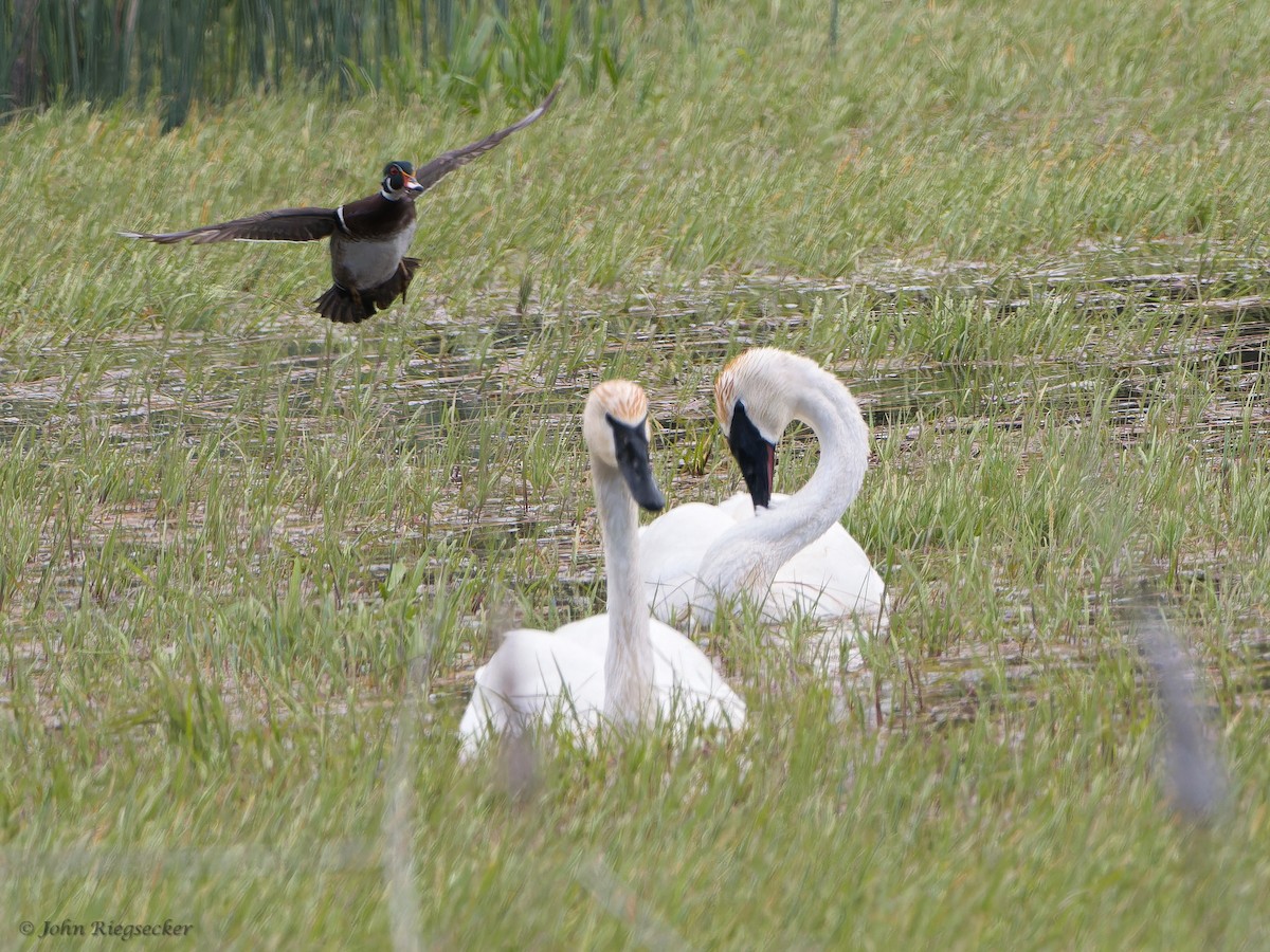 Cygne trompette - ML619307647