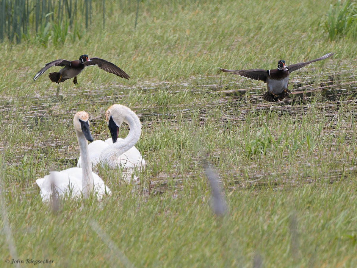 Cygne trompette - ML619307651