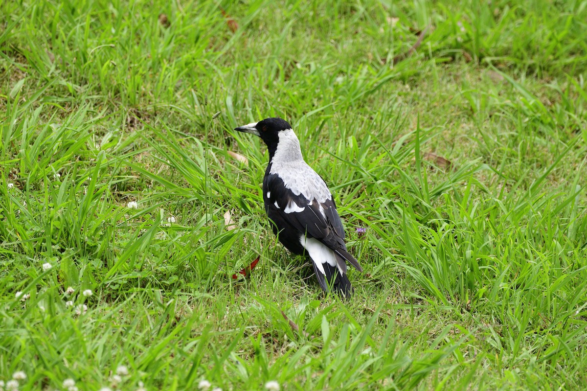 Australian Magpie - Ken Crawley