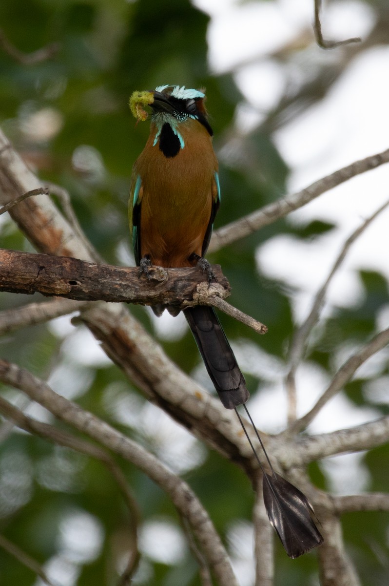 Turquoise-browed Motmot - Tony Byrne