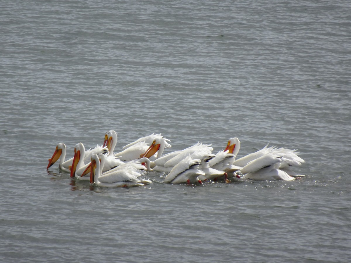 pelikán severoamerický - ML619307691