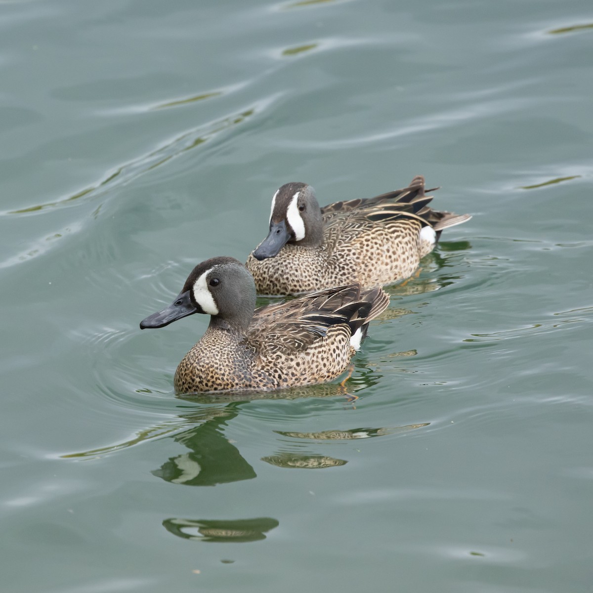 Blue-winged Teal - ML619307697