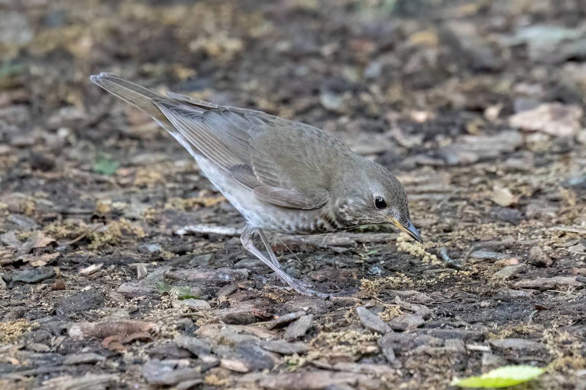 Gray-cheeked Thrush - Joshua Malbin