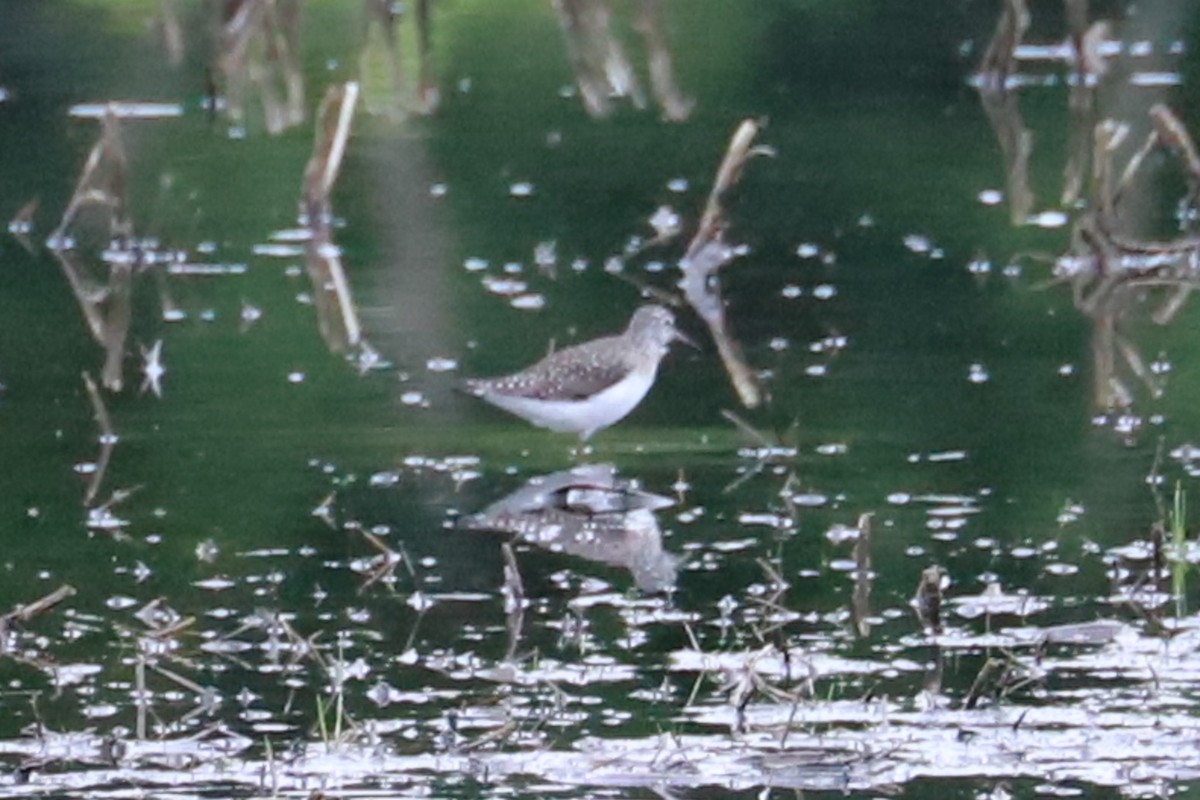 Solitary Sandpiper - Debra Rittelmann