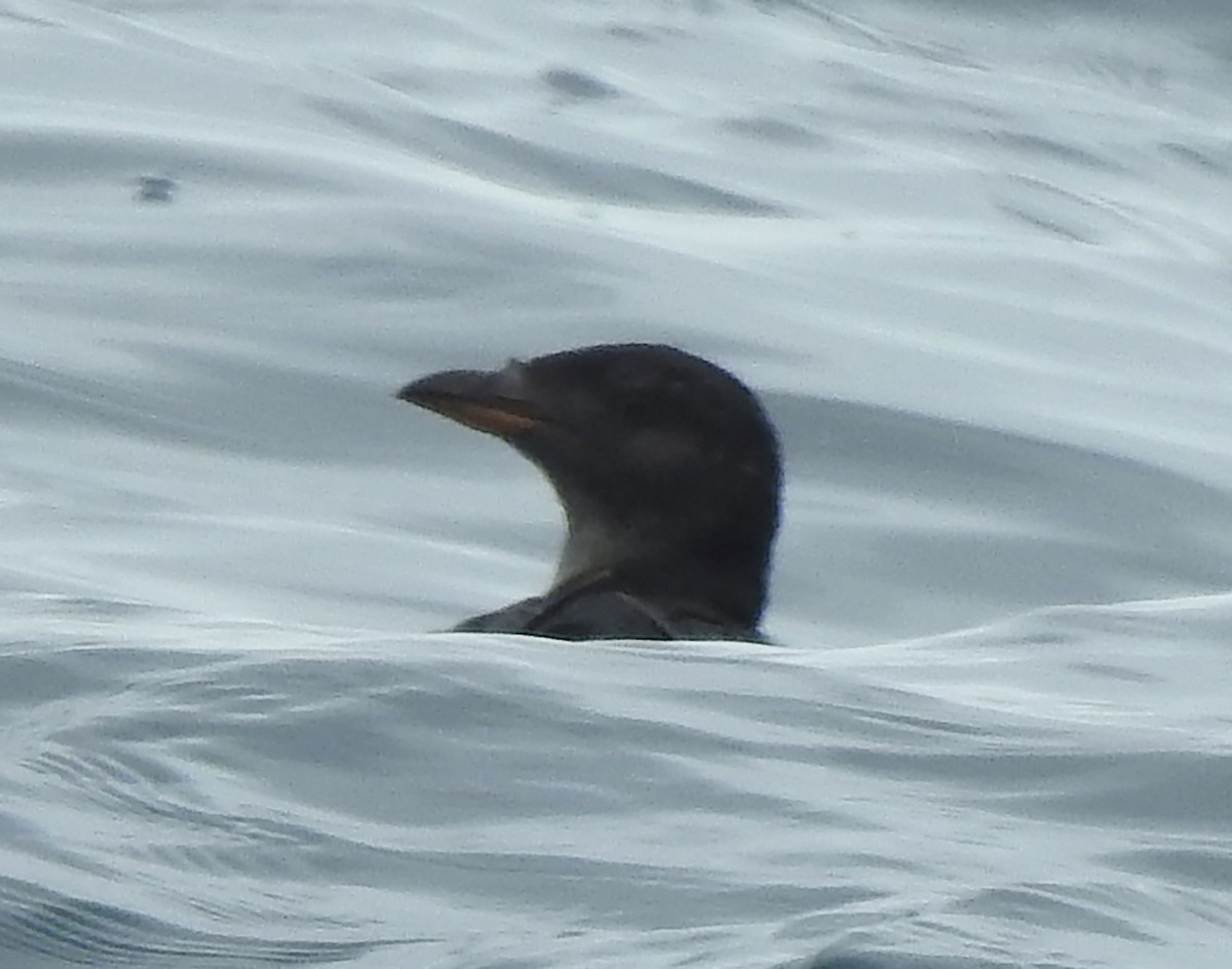 Rhinoceros Auklet - Andrew Birch