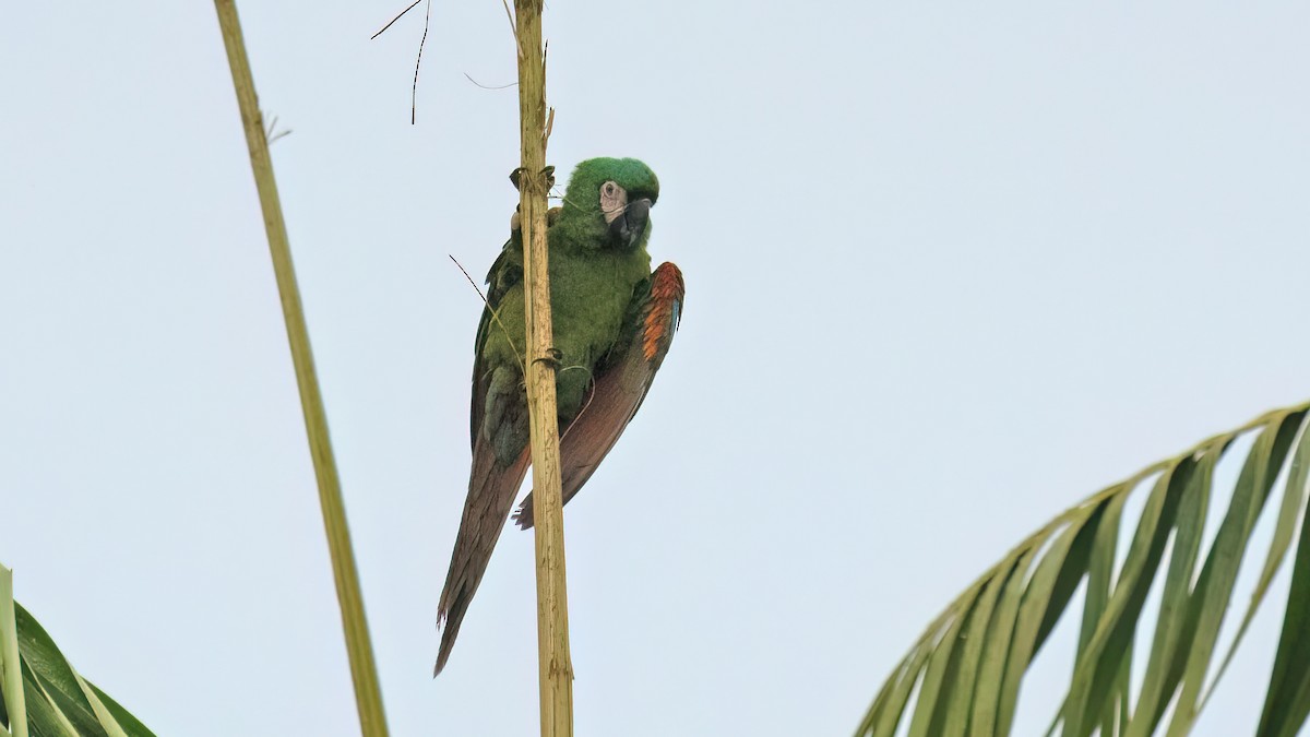 Chestnut-fronted Macaw - Sandra Wright