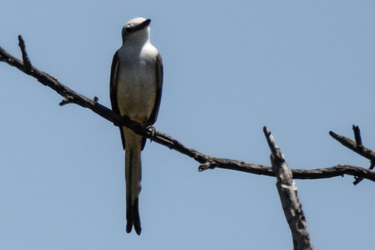 Scissor-tailed Flycatcher - Dale Bargmann