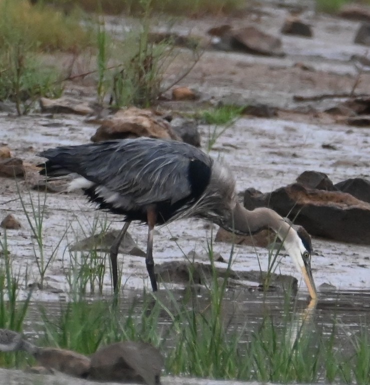 Great Blue Heron - Steve Davis