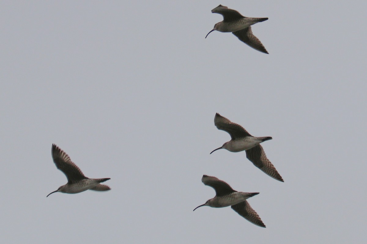 Whimbrel - Mariia Bukhareva