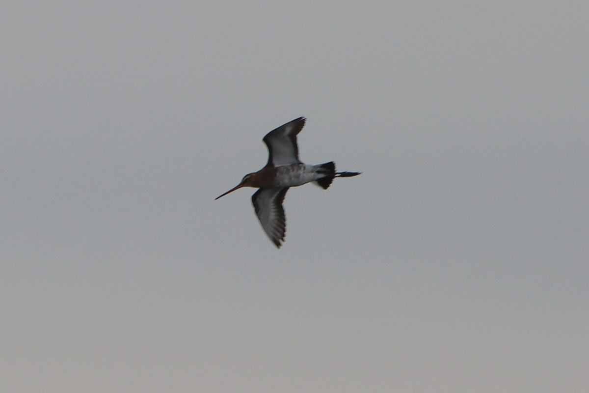 Black-tailed Godwit - ML619307748