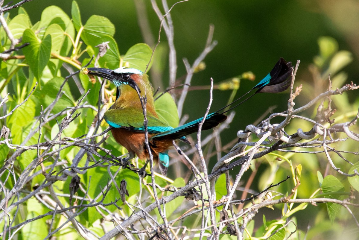 Turquoise-browed Motmot - Tony Byrne