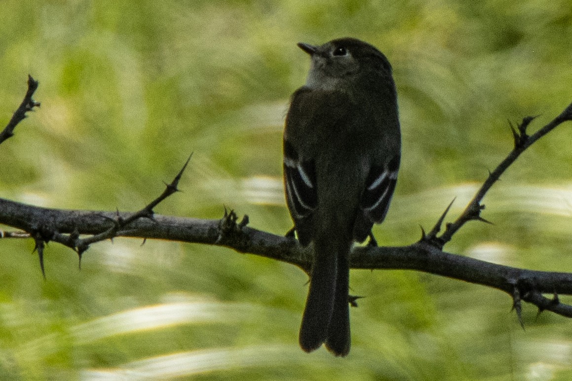 Least Flycatcher - Dale Bargmann