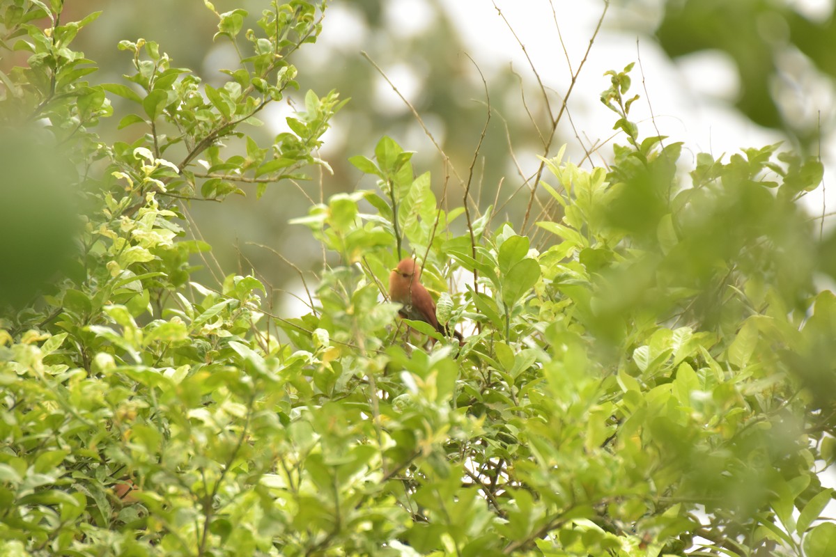 Little Cuckoo - Sebastián Vizcarra