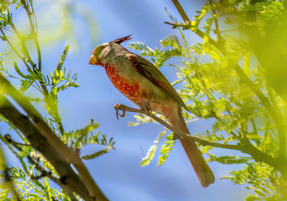 Pyrrhuloxia - Christine Andrews