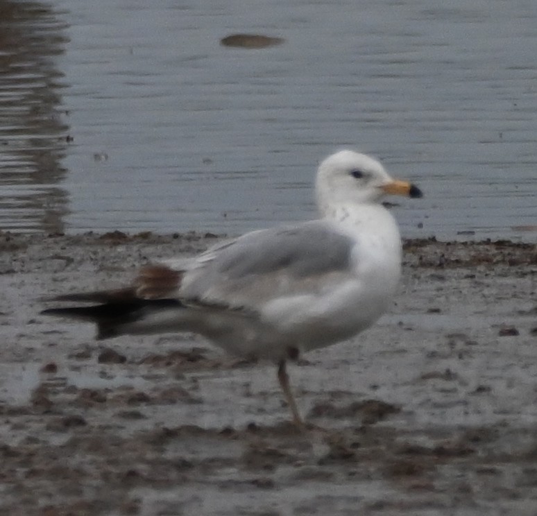 Ring-billed Gull - ML619307809