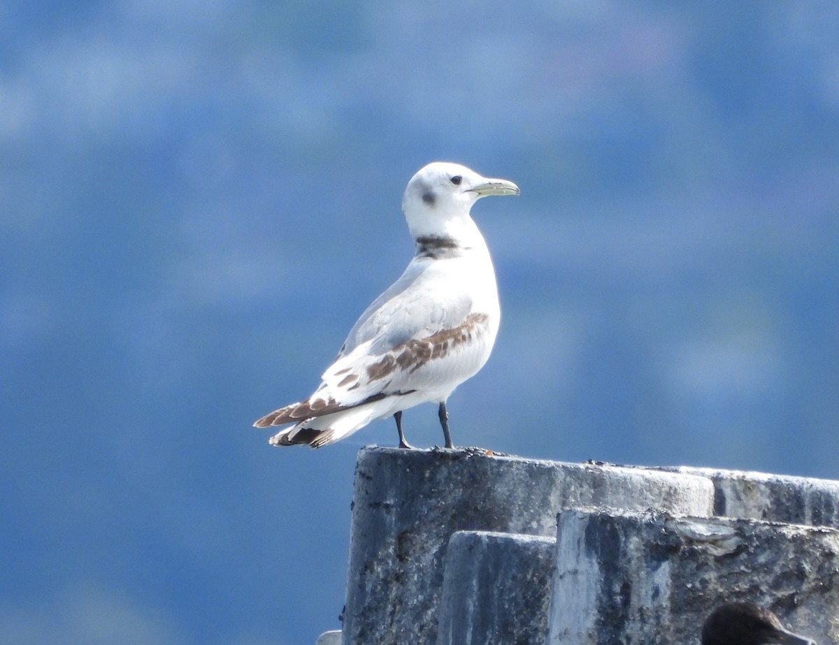 Gaviota Tridáctila - ML619307818