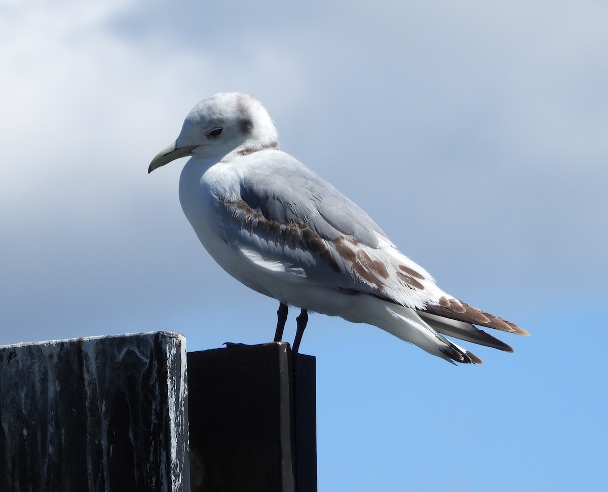 Gaviota Tridáctila - ML619307819