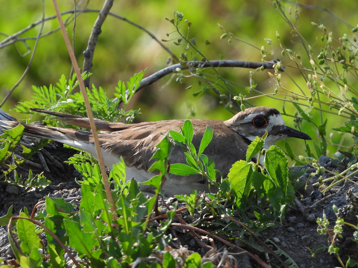 Killdeer - ML619307825